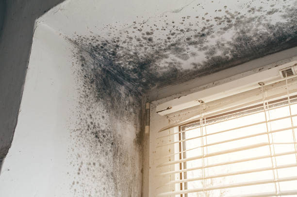 Affordable Bathroom Mold Removal solutions in Kent City, MI